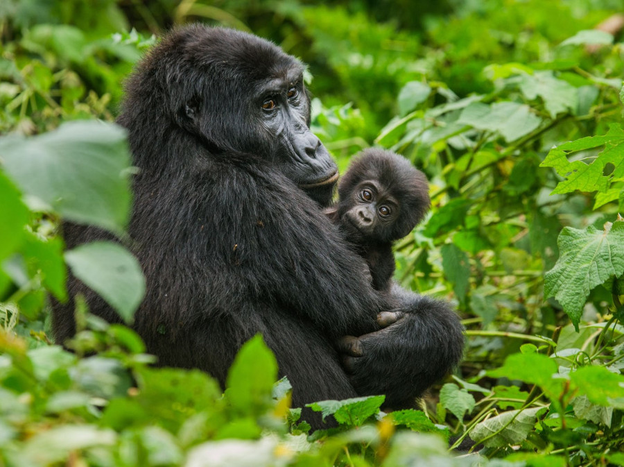 gorilla with baby