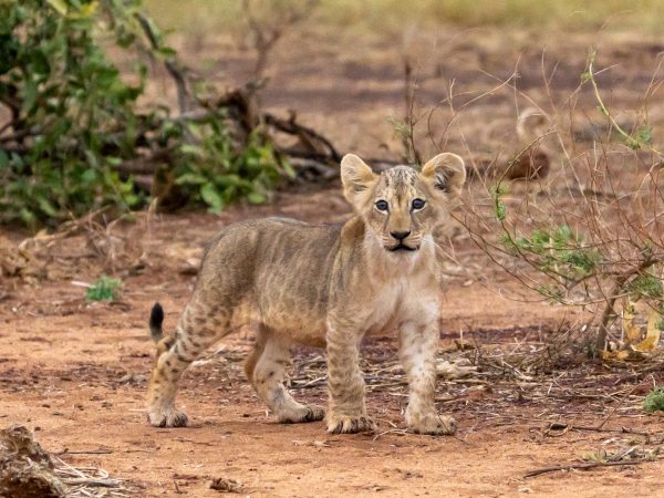 baby lion